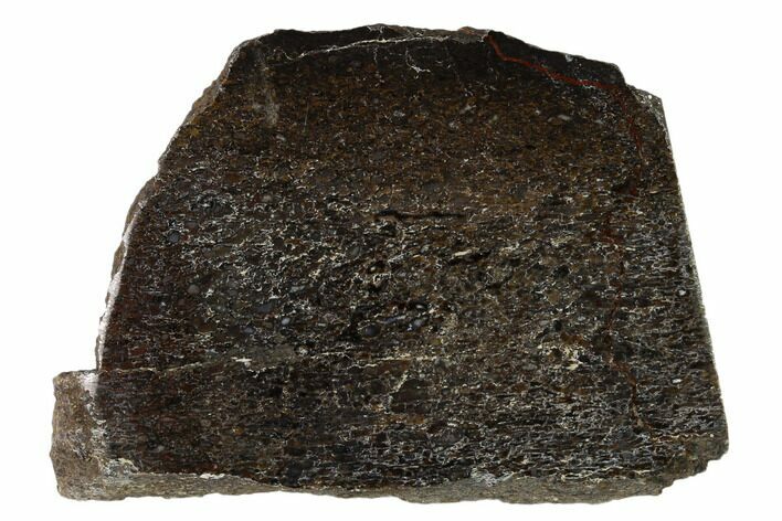 Polished Dinosaur Bone (Gembone) Slab - Utah #151471